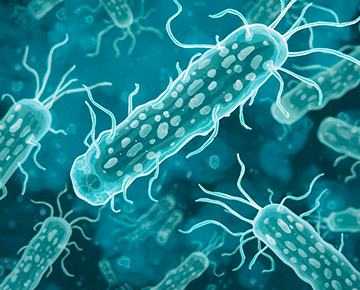 Foto Analizan propiedades de resistencia a antibióticos de la bacteria Vibrio parahaemolyticus